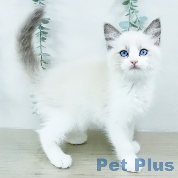 ラグドールの写真2