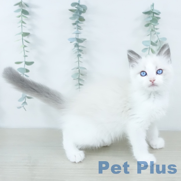 ラグドールの写真2