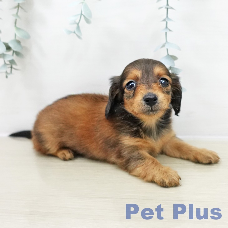 カニーンヘン・ダックスフンド