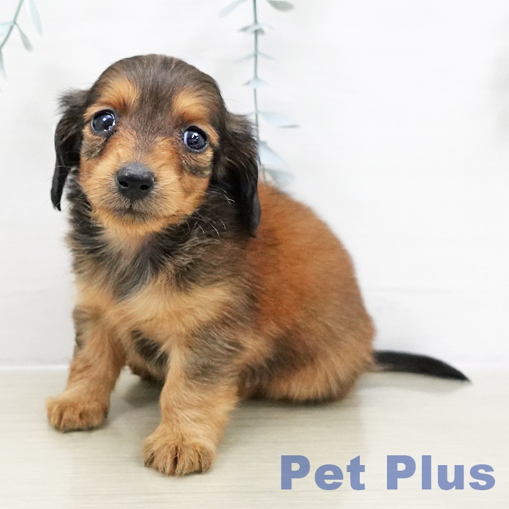 カニーンヘン・ダックスフンドの写真2