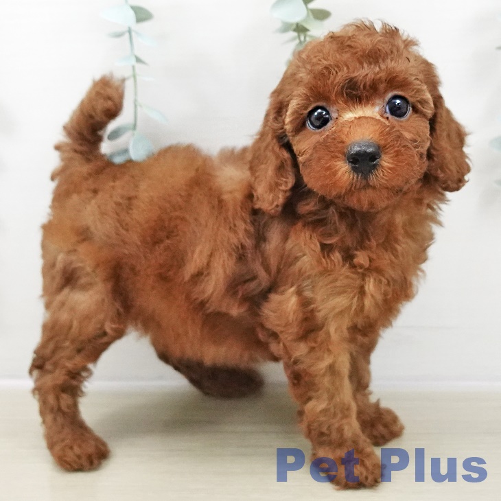 トイ・プードル