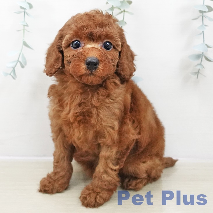 トイ・プードル