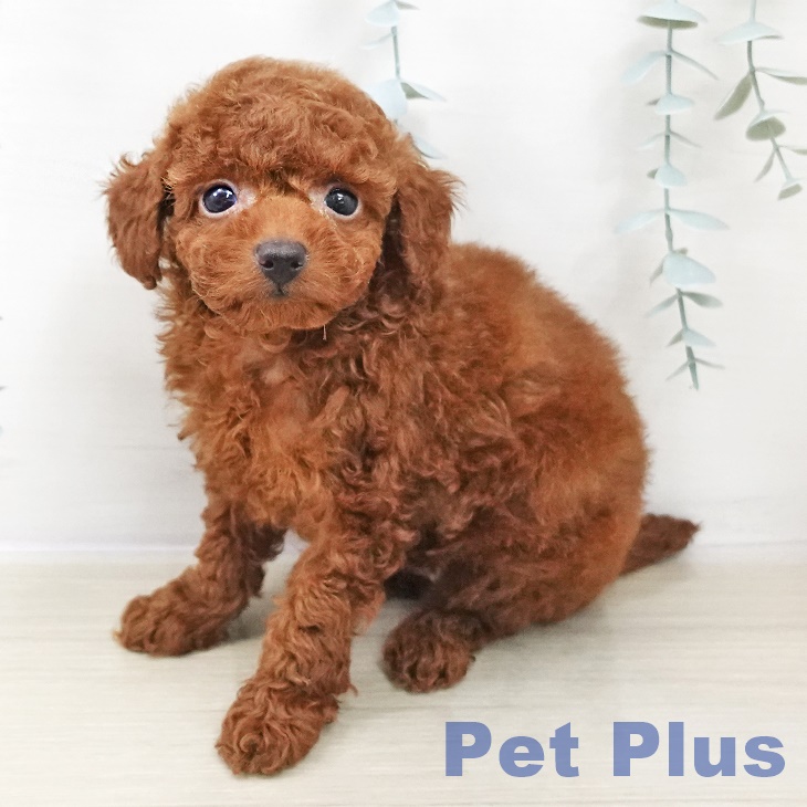 トイ・プードル