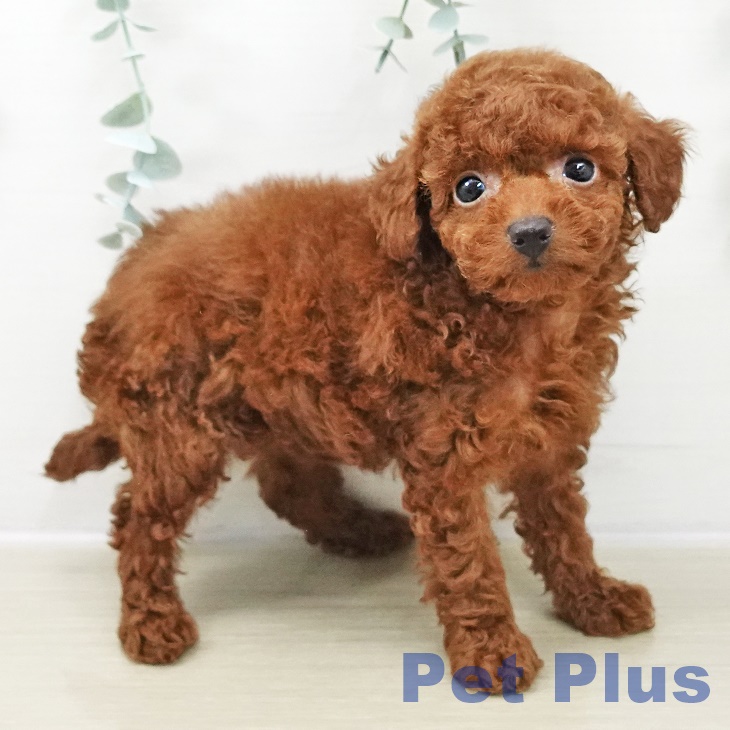 トイ・プードル