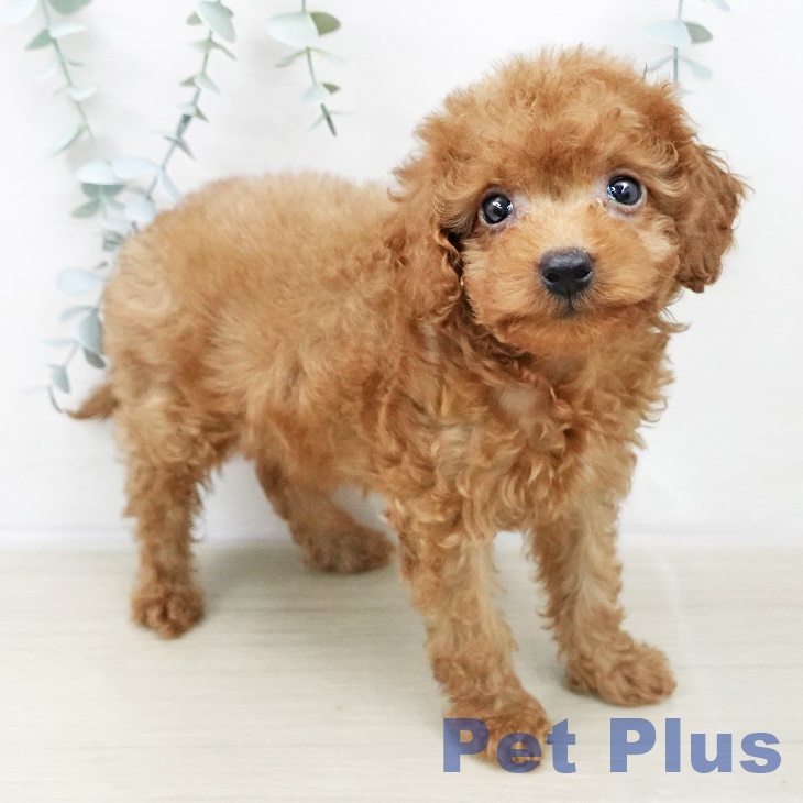 トイ・プードル