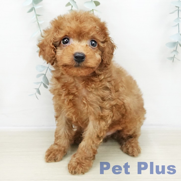 トイ・プードル