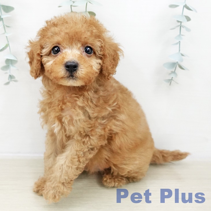 トイ・プードル