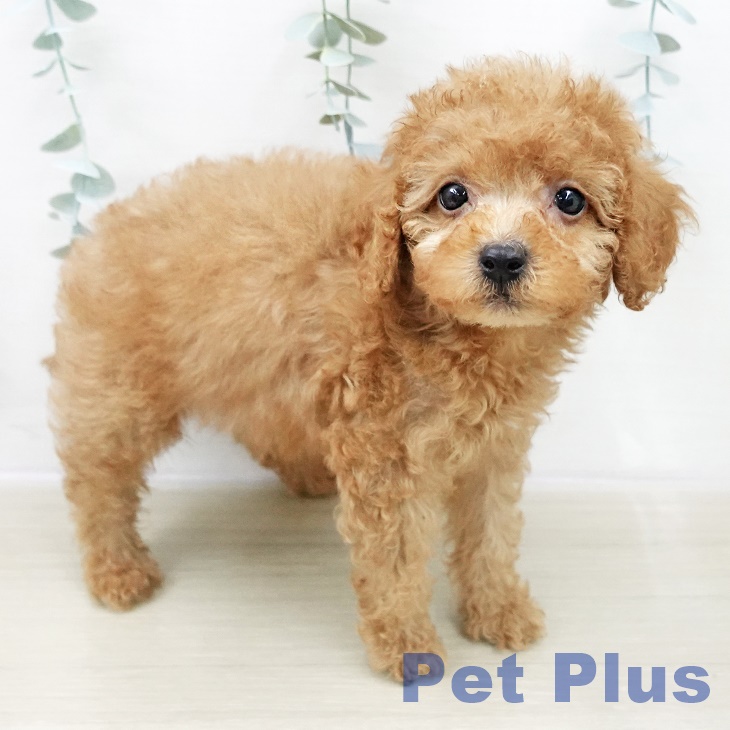 トイ・プードル