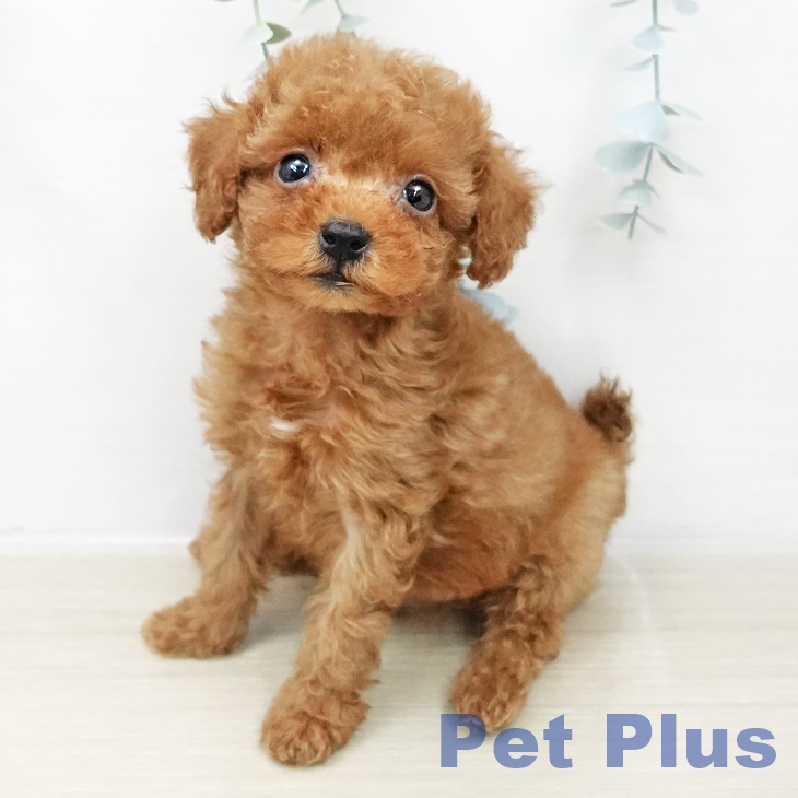 トイ・プードルの写真2