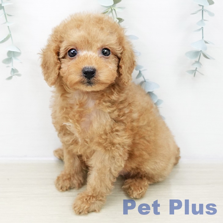 トイ・プードル