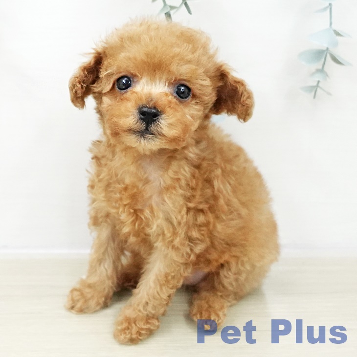 トイ・プードル