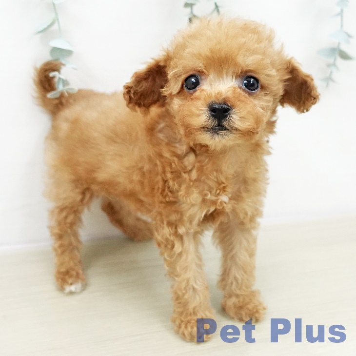 トイ・プードル