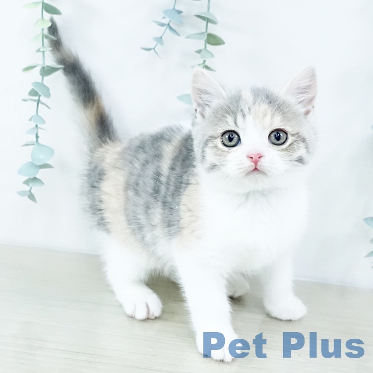 スコティッシュフォールド