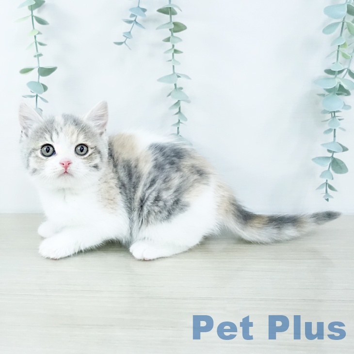 スコティッシュフォールドの写真2