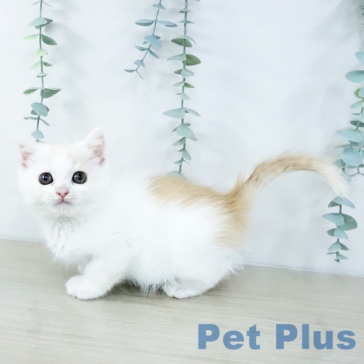 マンチカンの写真2