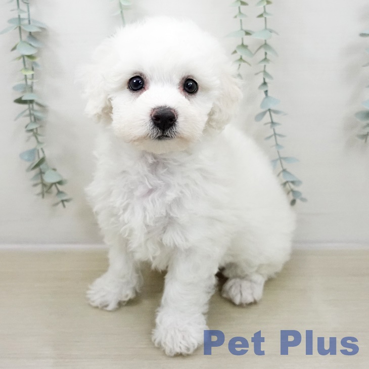 ビション・フリーゼ