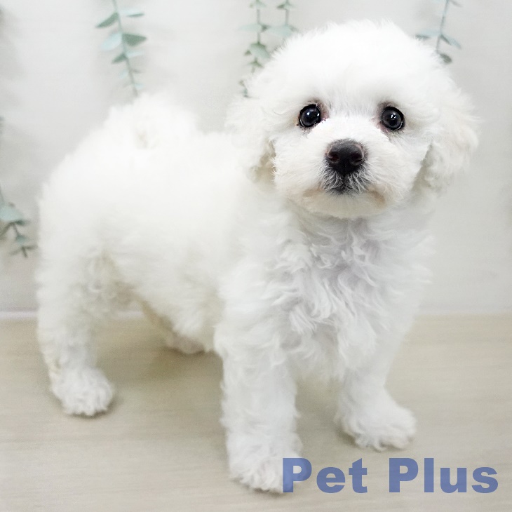 ビション・フリーゼ