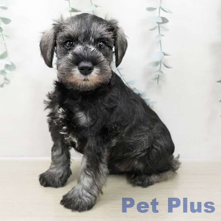 ミニチュア・シュナウザー