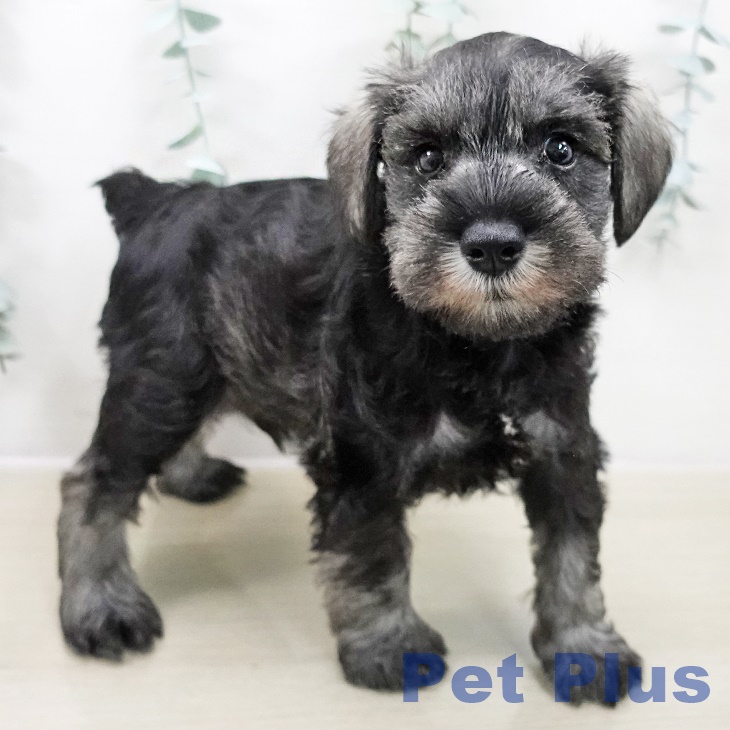 ミニチュア・シュナウザー