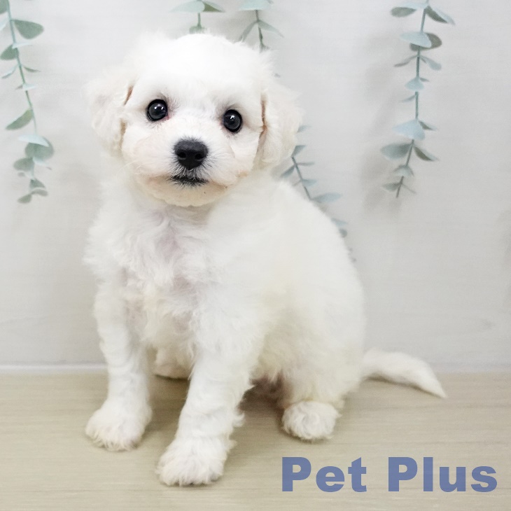 ビション・フリーゼ