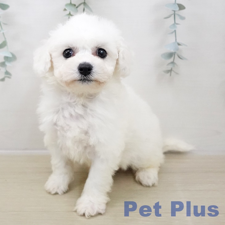 ビション・フリーゼ