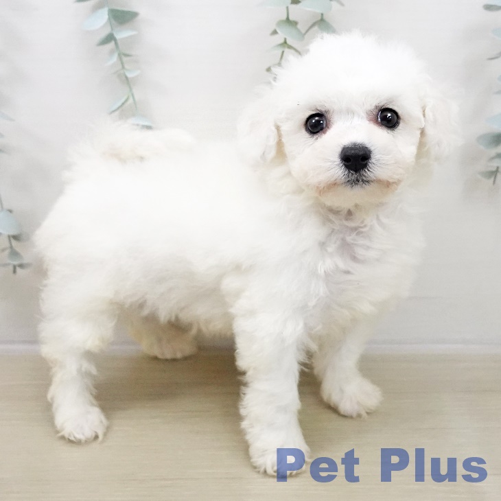 ビション・フリーゼの写真2