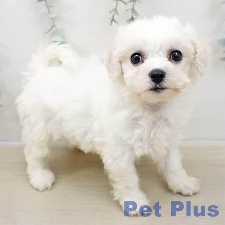 ビション・フリーゼ