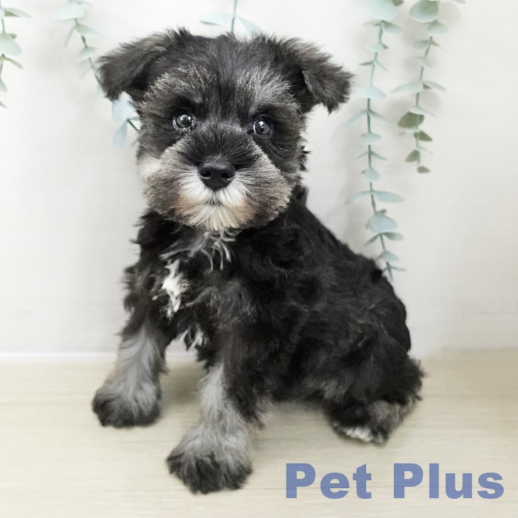 ミニチュア・シュナウザー