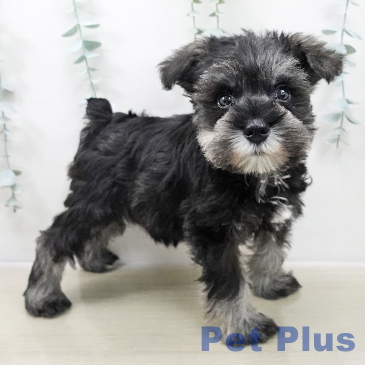 ミニチュア・シュナウザー