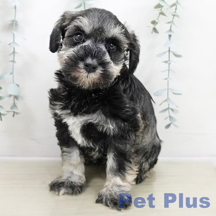 ミニチュア・シュナウザー