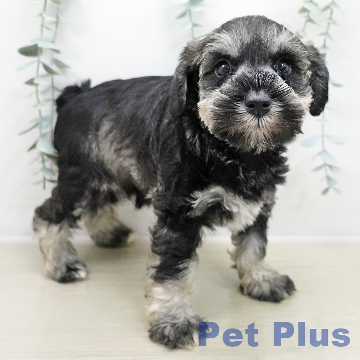 ミニチュア・シュナウザーの写真2