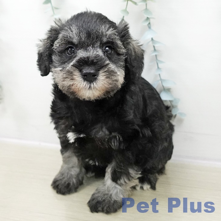 ミニチュア・シュナウザー