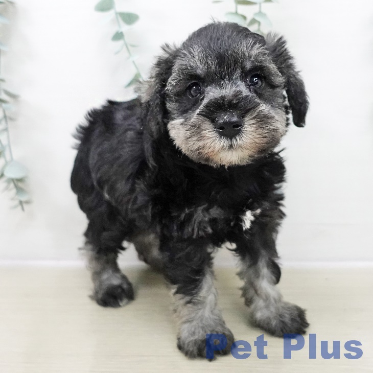 ミニチュア・シュナウザー