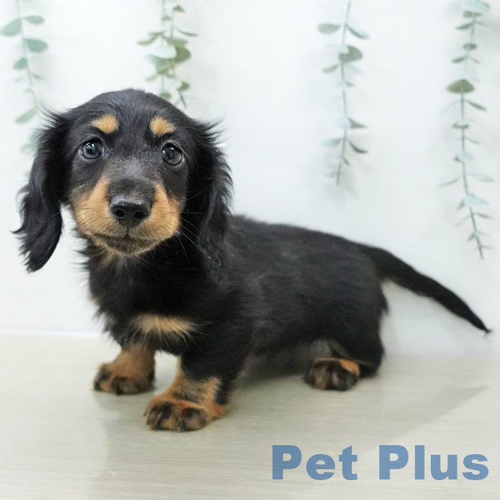 ミニチュア・ダックスフンド