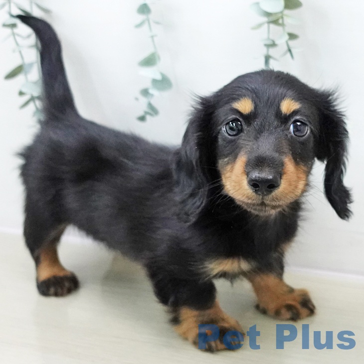 ミニチュア・ダックスフンドの写真2