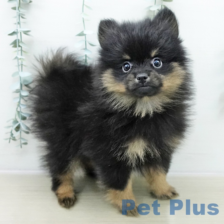 ポメラニアンの写真2