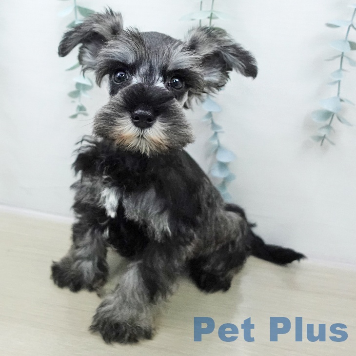 ミニチュア・シュナウザー