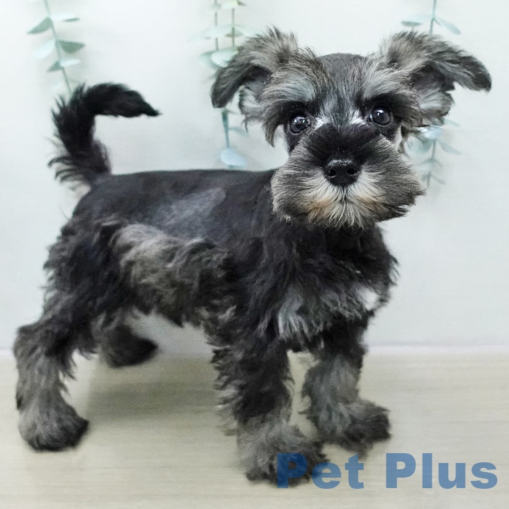 ミニチュア・シュナウザーの写真2