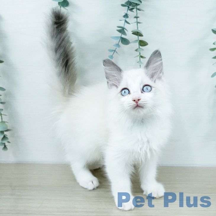 ラグドールの写真2