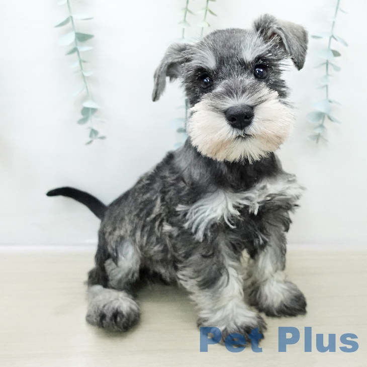 ミニチュア・シュナウザー