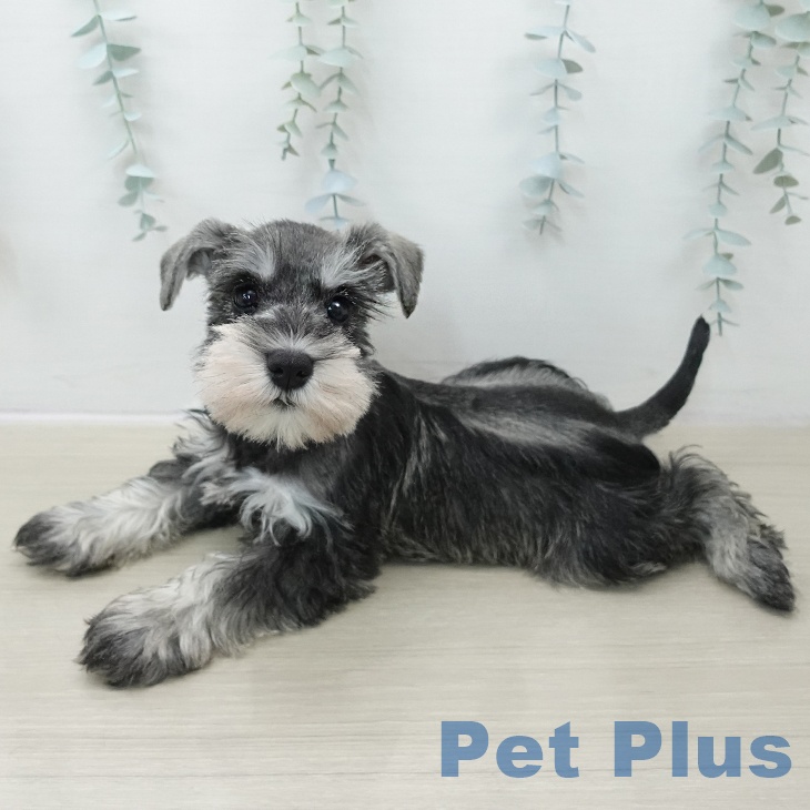 ミニチュア・シュナウザーの写真2