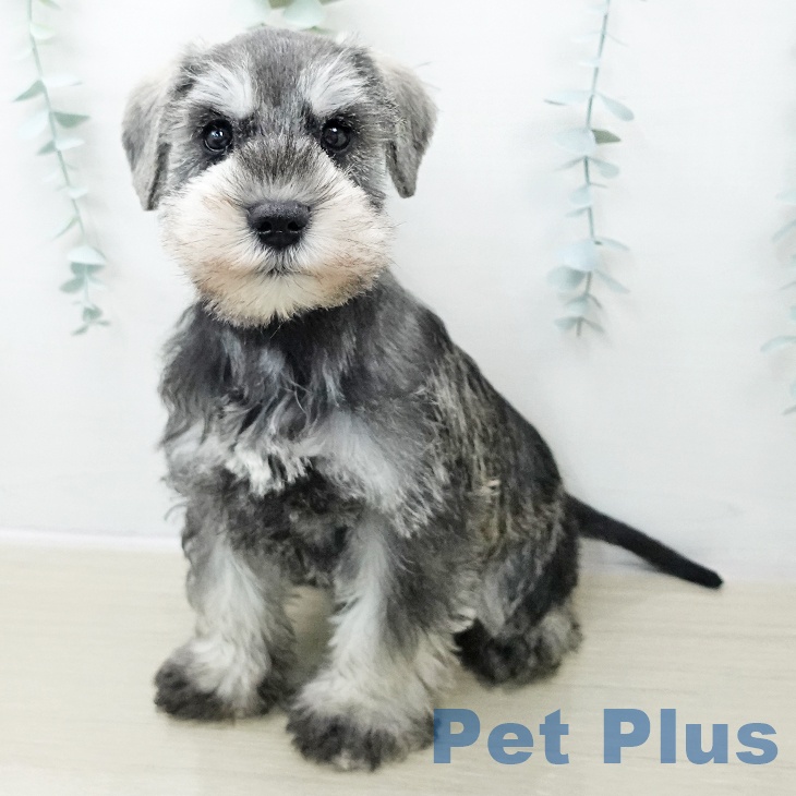 ミニチュア・シュナウザー