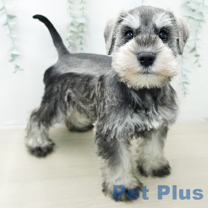 ミニチュア・シュナウザー