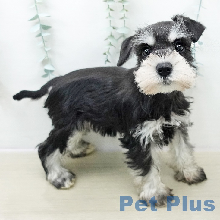 ミニチュア・シュナウザー