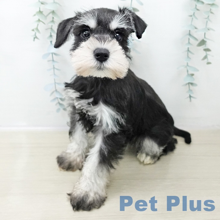 ミニチュア・シュナウザー