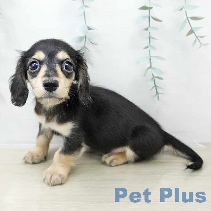 ミニチュア・ダックスフンド