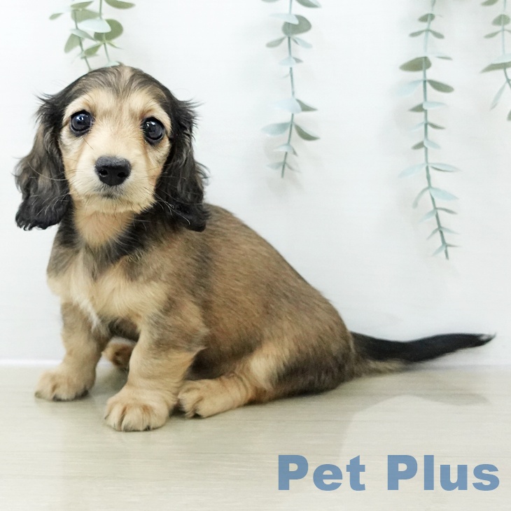 ミニチュア・ダックスフンド