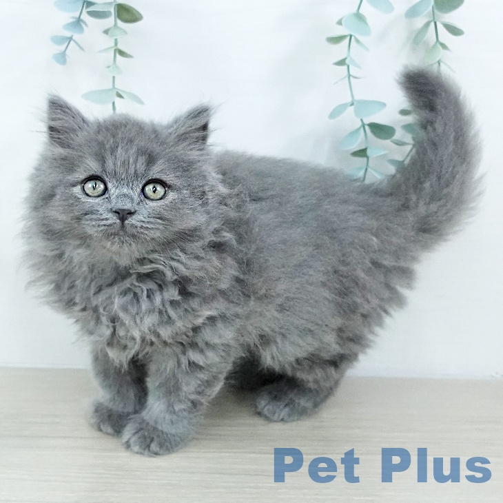 ブリティッシュショートヘア