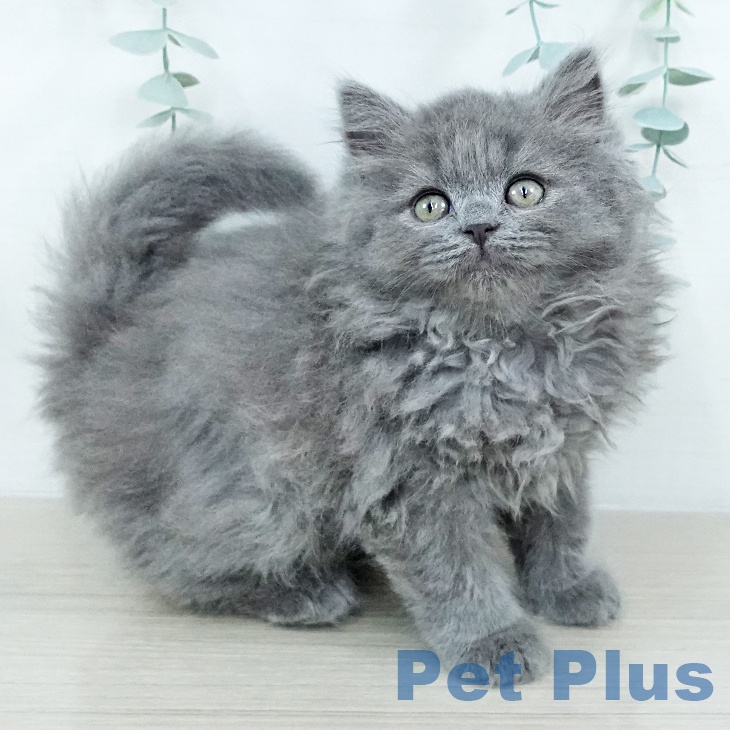 ブリティッシュショートヘア