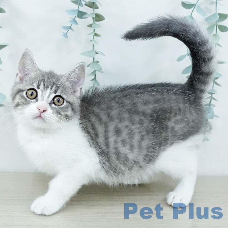 マンチカンの写真2